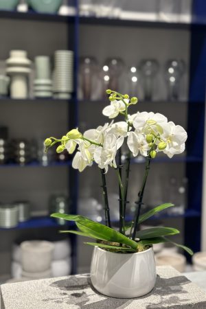 Plant available for purchase