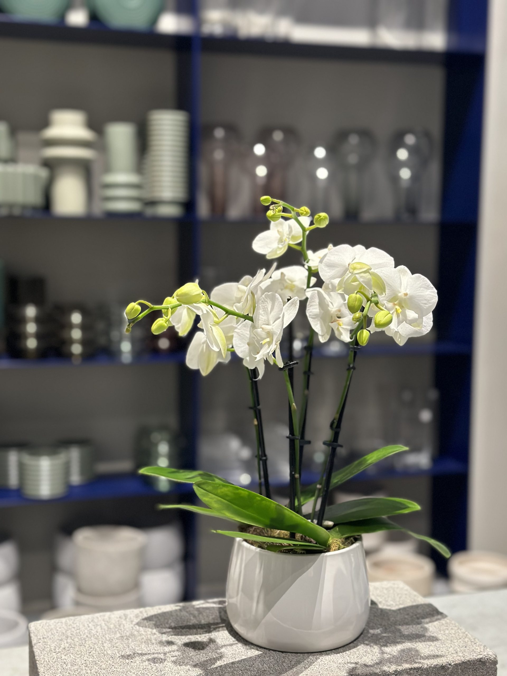 Plant available for purchase