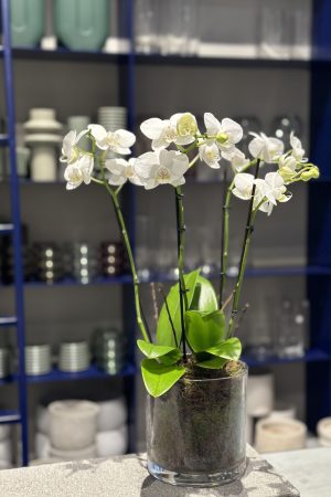 Plant available for purchase