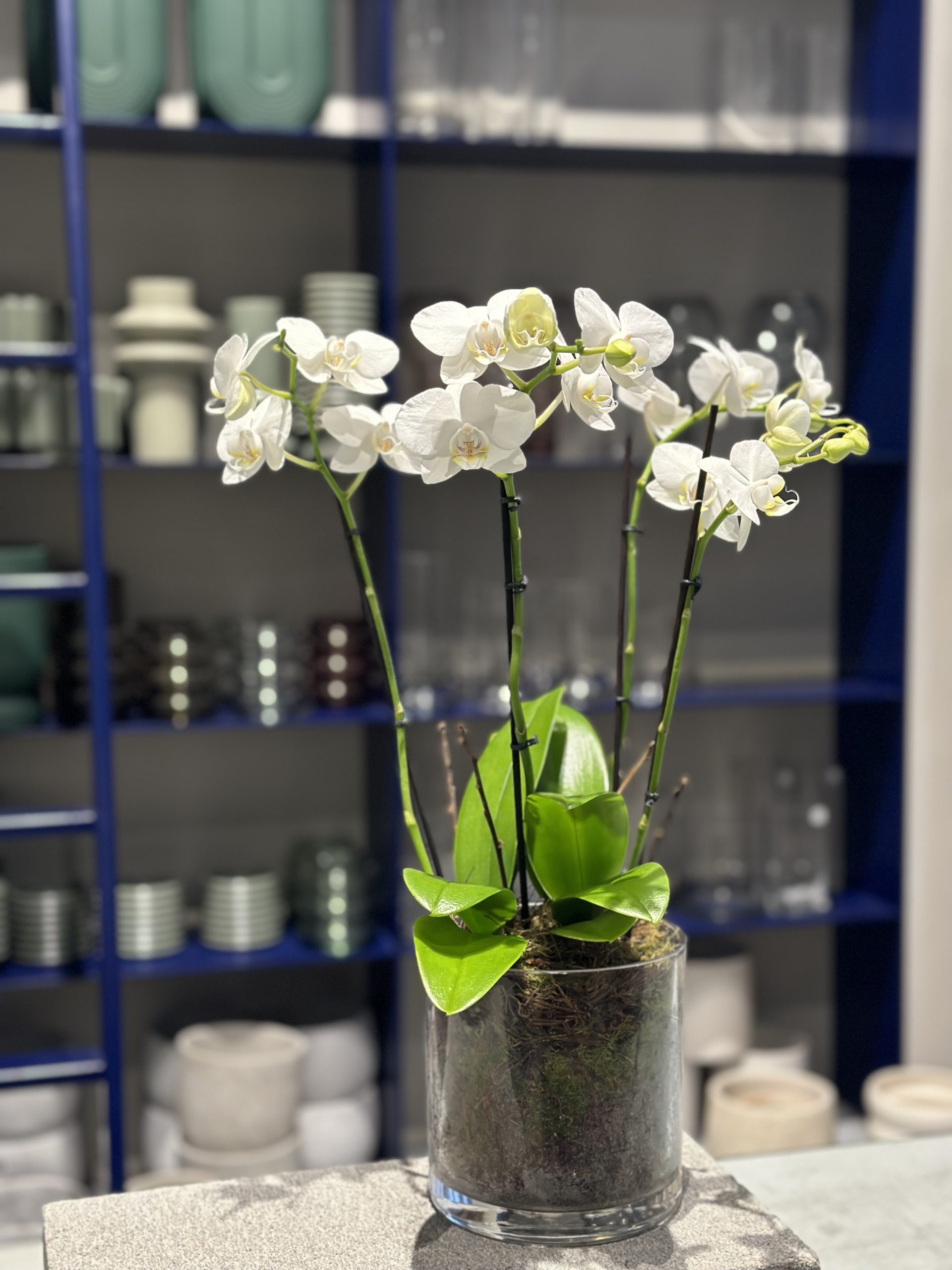 Plant available for purchase
