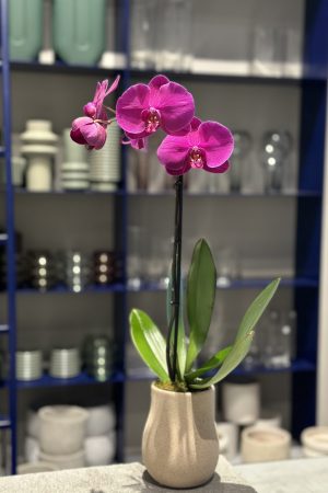 Plant available for purchase