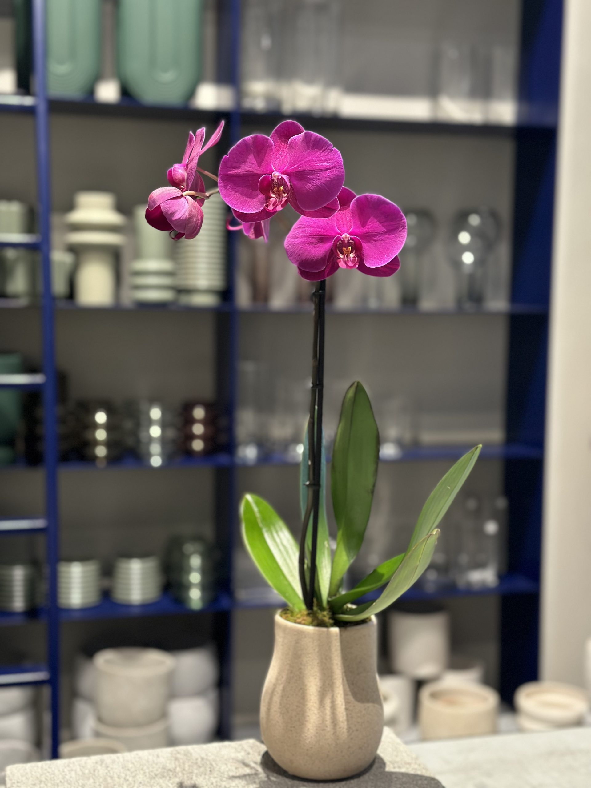 Plant available for purchase