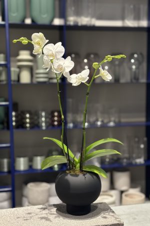 Plant available for purchase