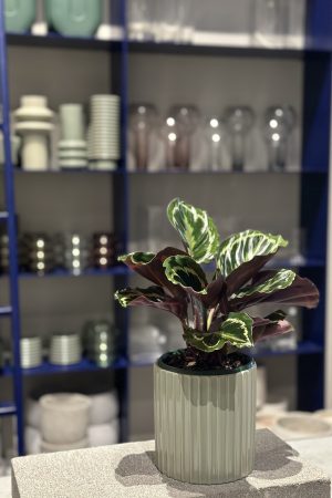 Plant available for purchase
