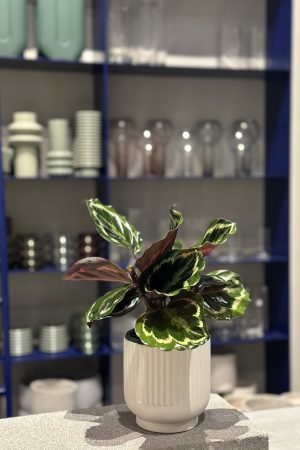 Plant available for purchase