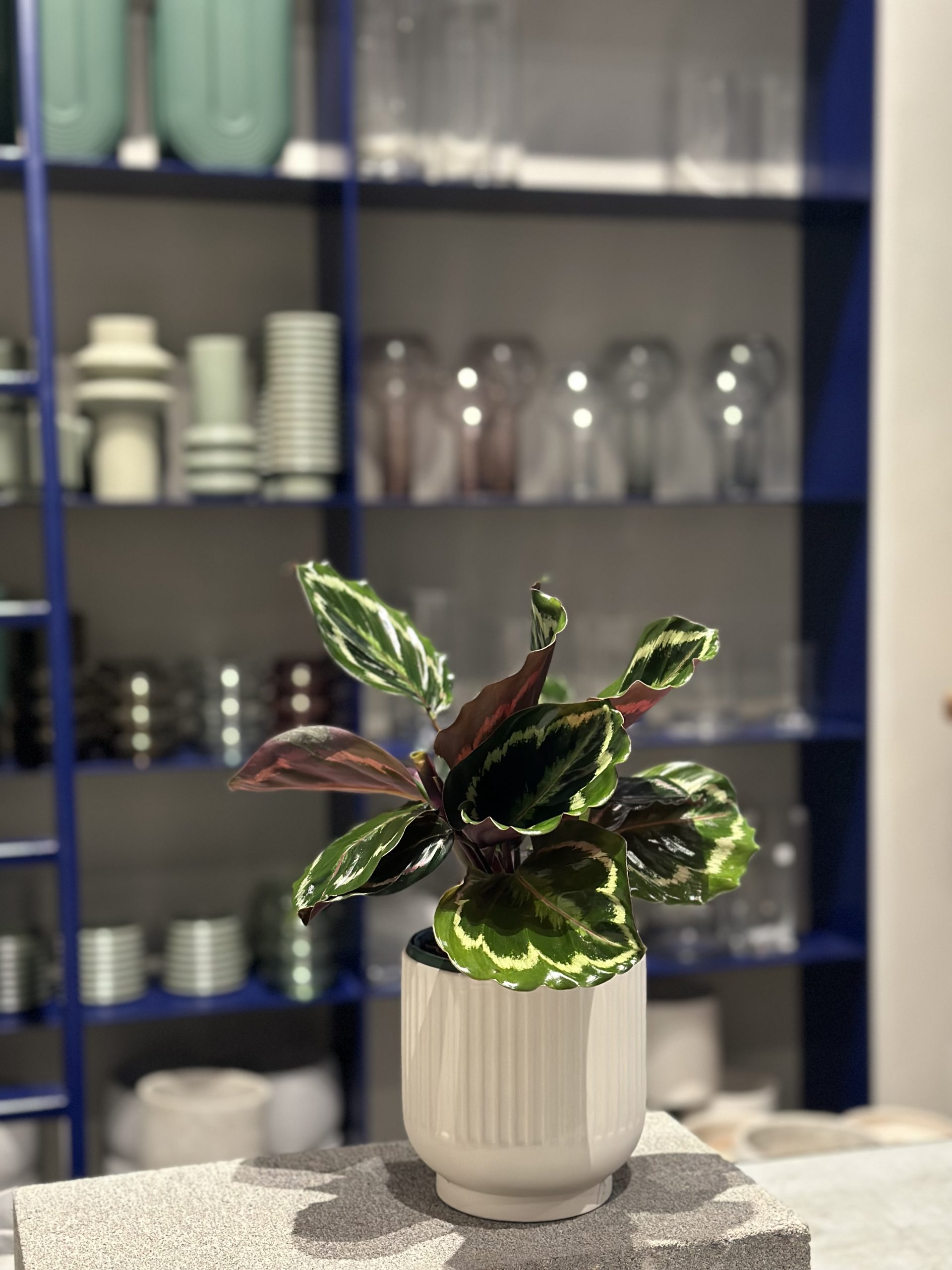 Plant available for purchase