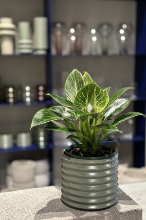Plant available for purchase