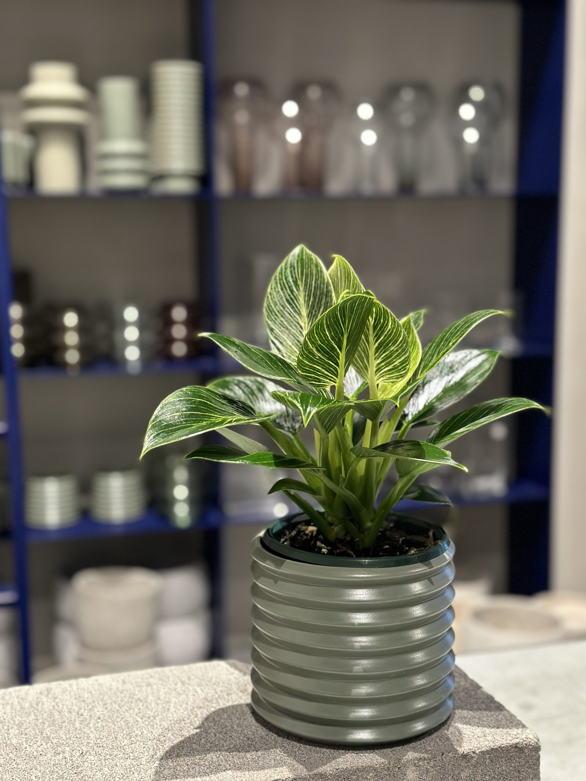 Plant available for purchase