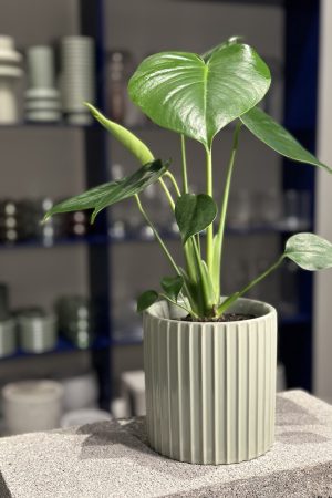 Plant for purchase