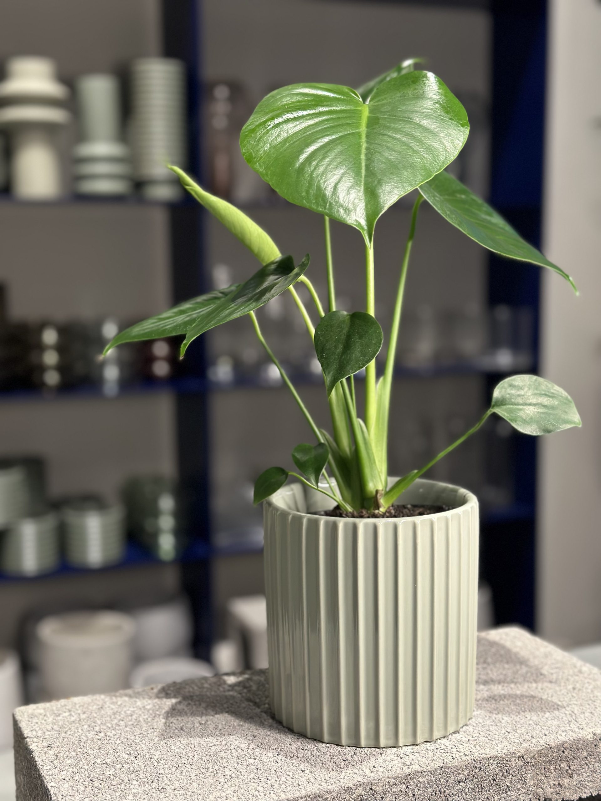 Plant for purchase