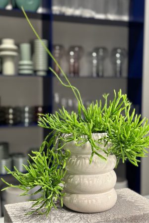 Plant for purchase