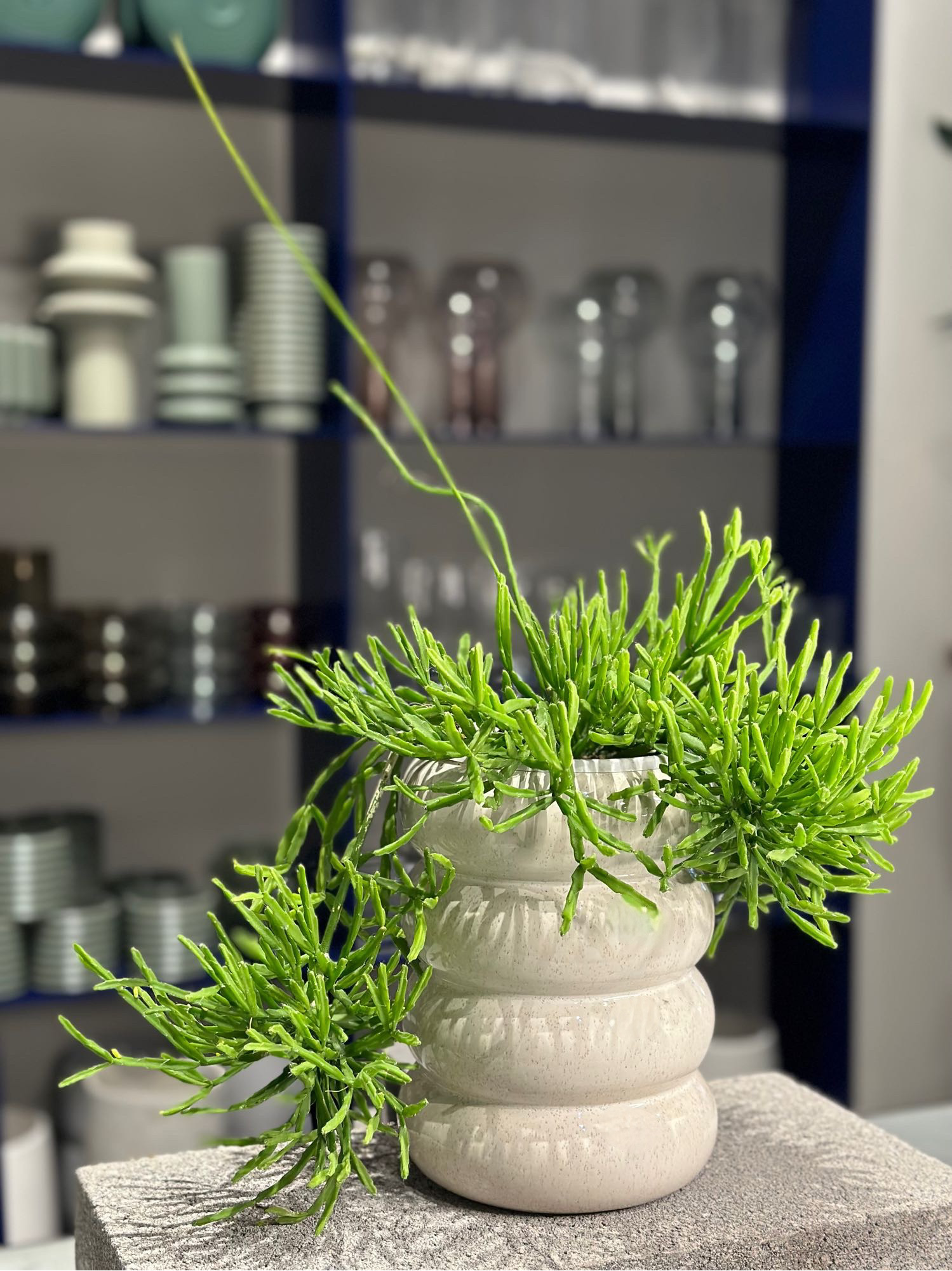 Plant for purchase