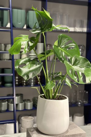 Plant for purchase