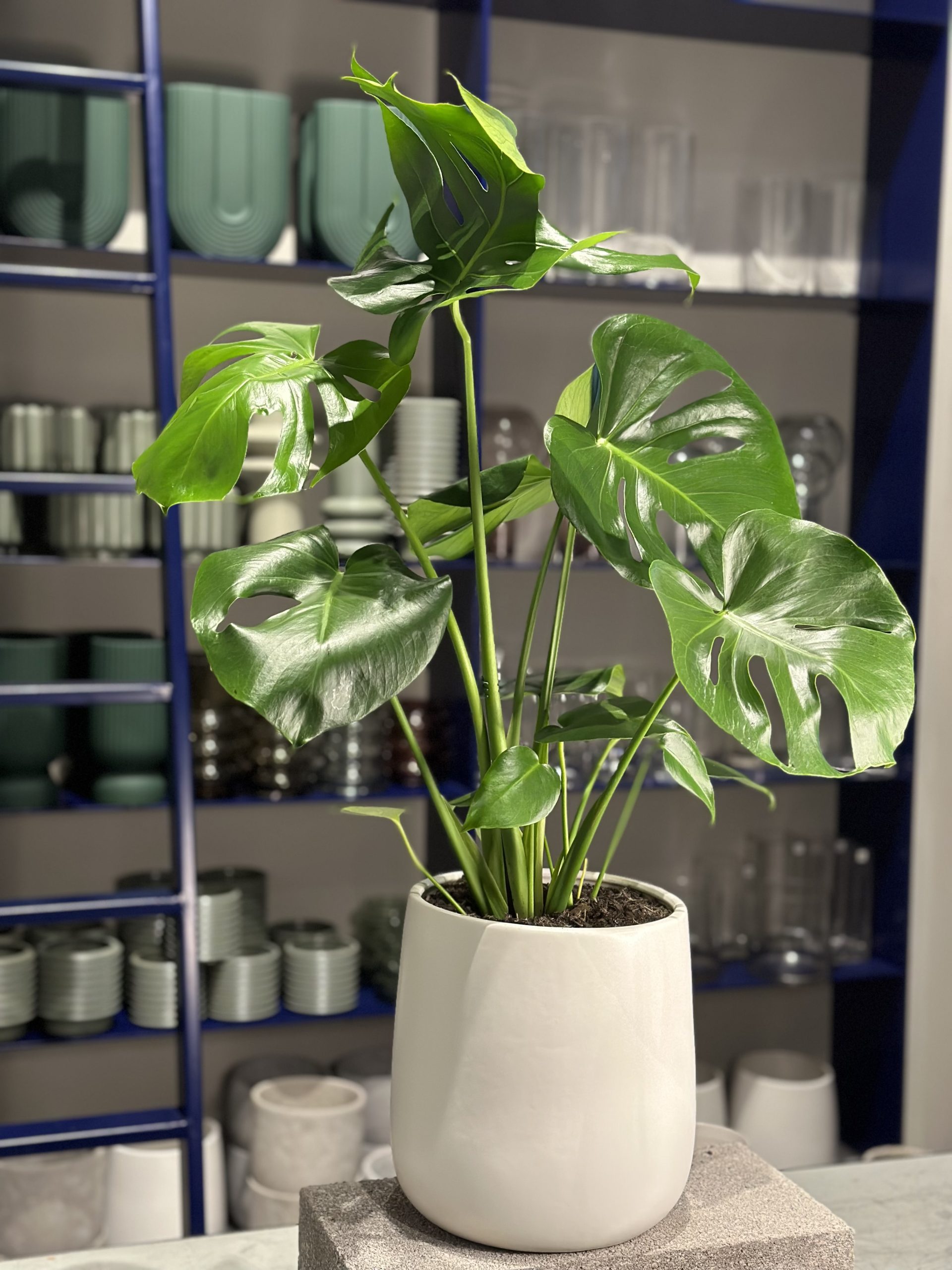 Plant for purchase
