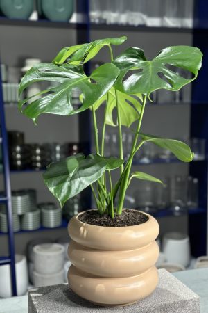Plant for purchase