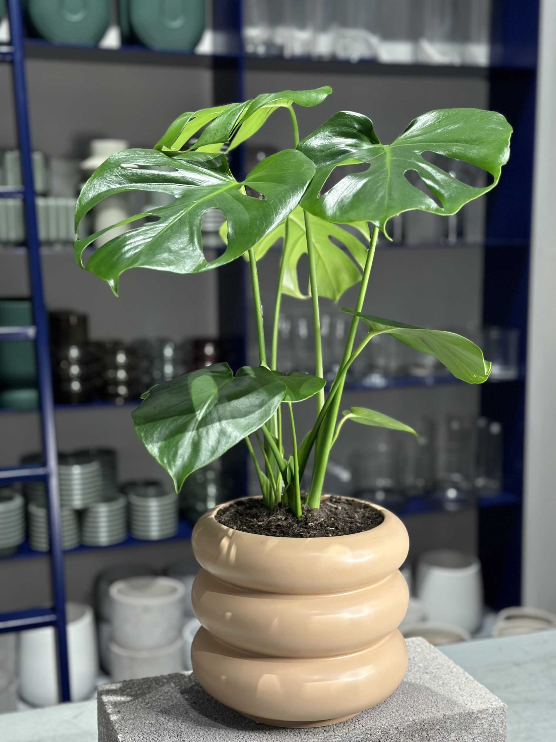 Plant for purchase