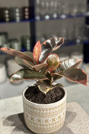 Plant for purchase
