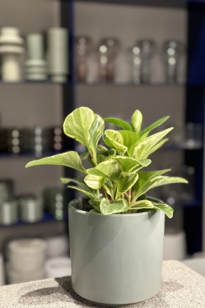 Plant for purchase