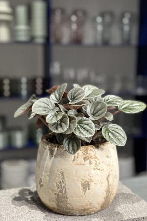 Plant for purchase