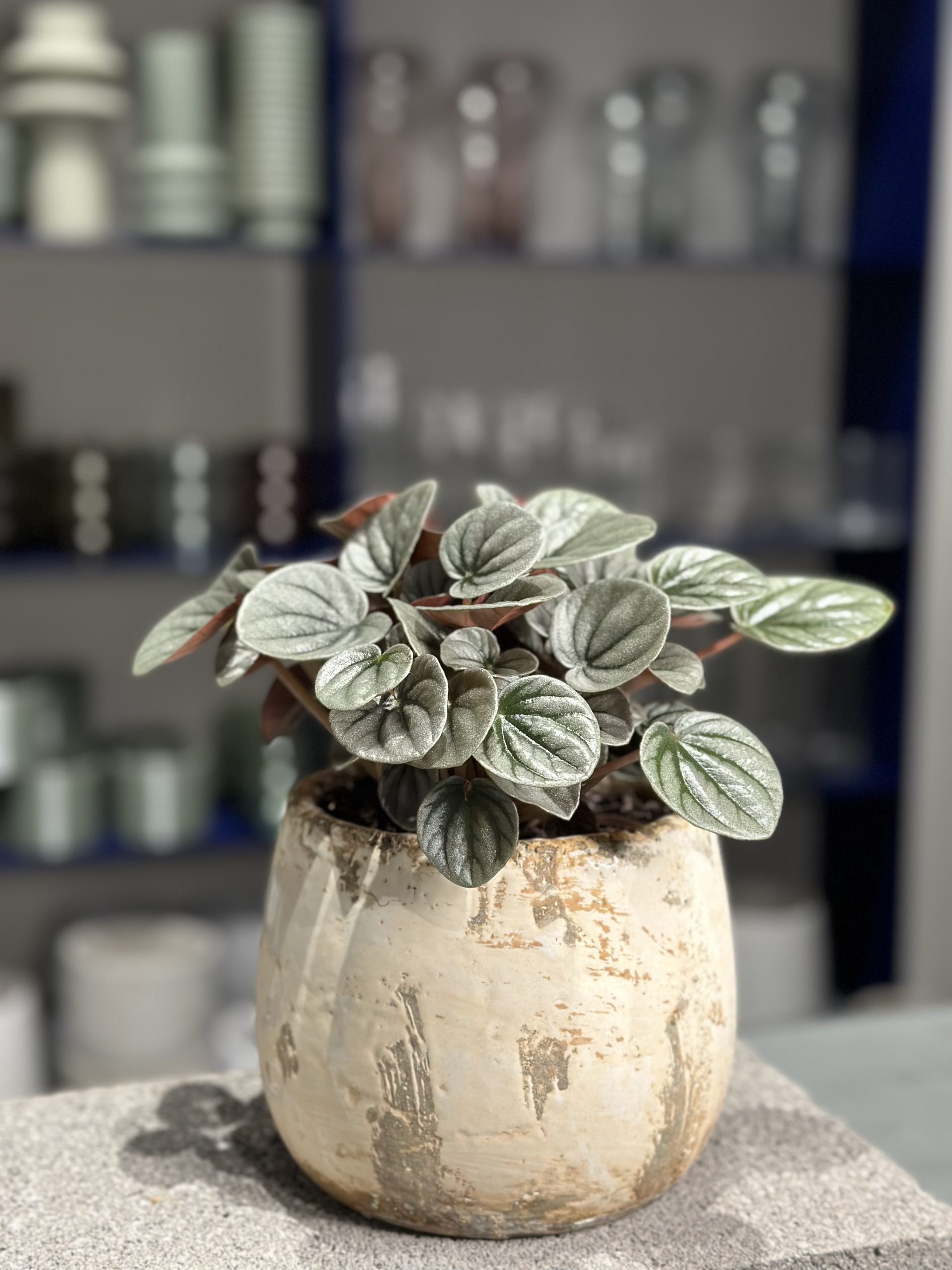 Plant for purchase