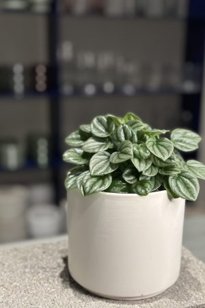 Plant for purchase