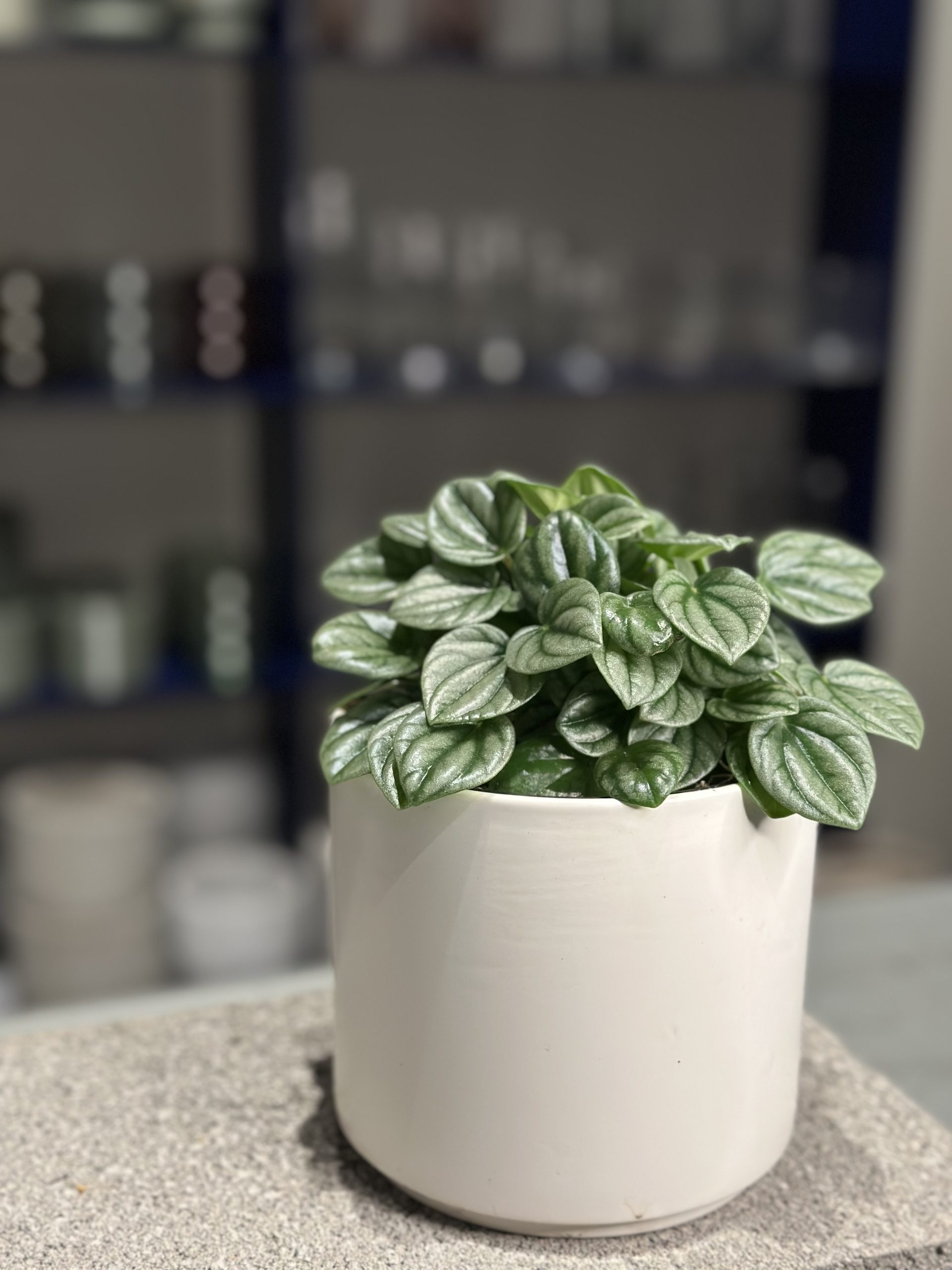 Plant for purchase