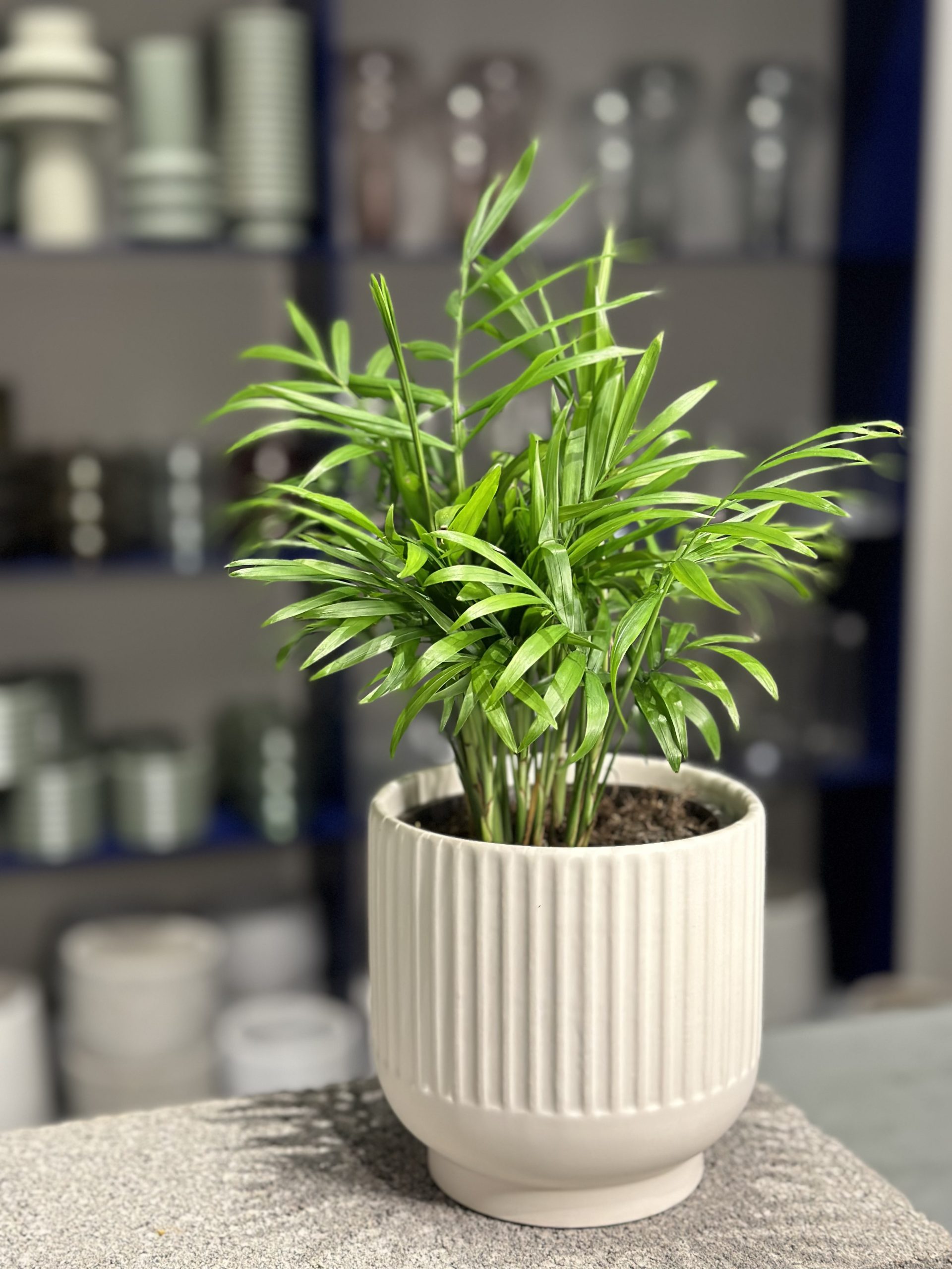 Plant for purchase